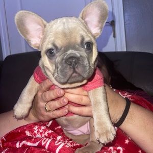 XXS Christmas Dog t-shirt bought and was to tight on my pup